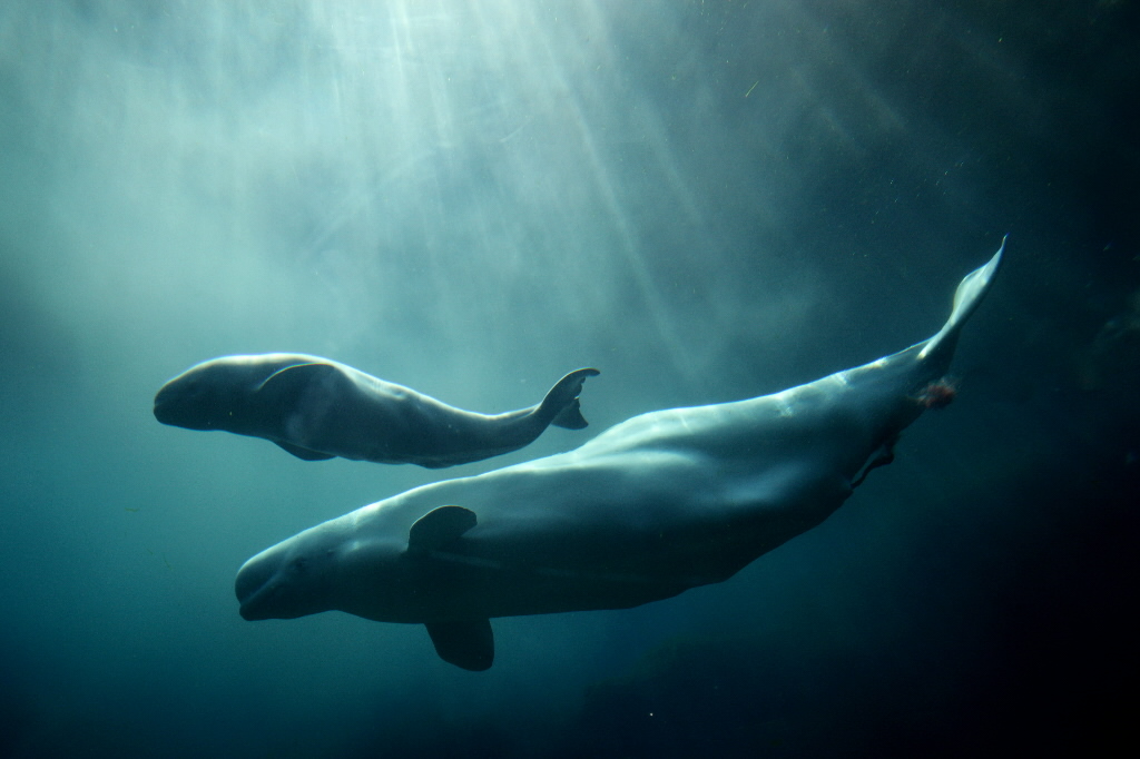 Baby Beluga Whale Wallpaper - Blue Whale Deep Sea , HD Wallpaper & Backgrounds