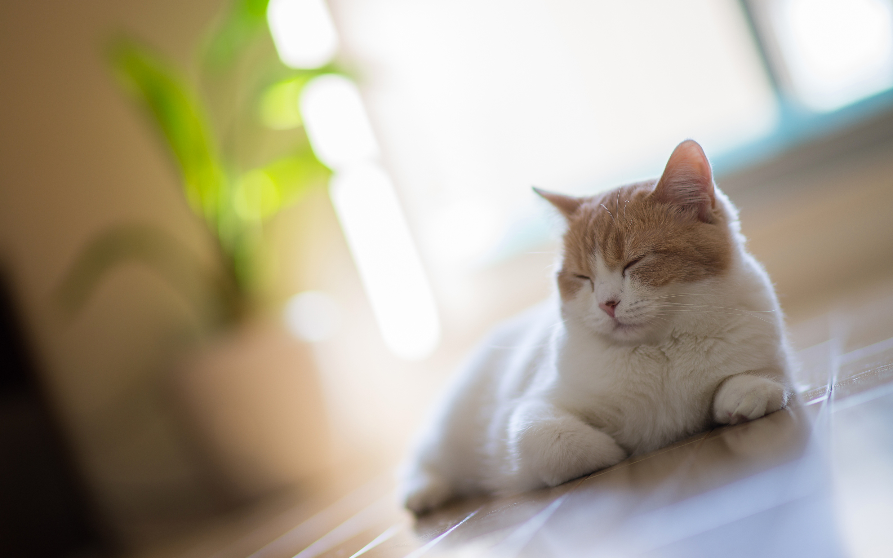 Cat Sleep On The Floor , HD Wallpaper & Backgrounds