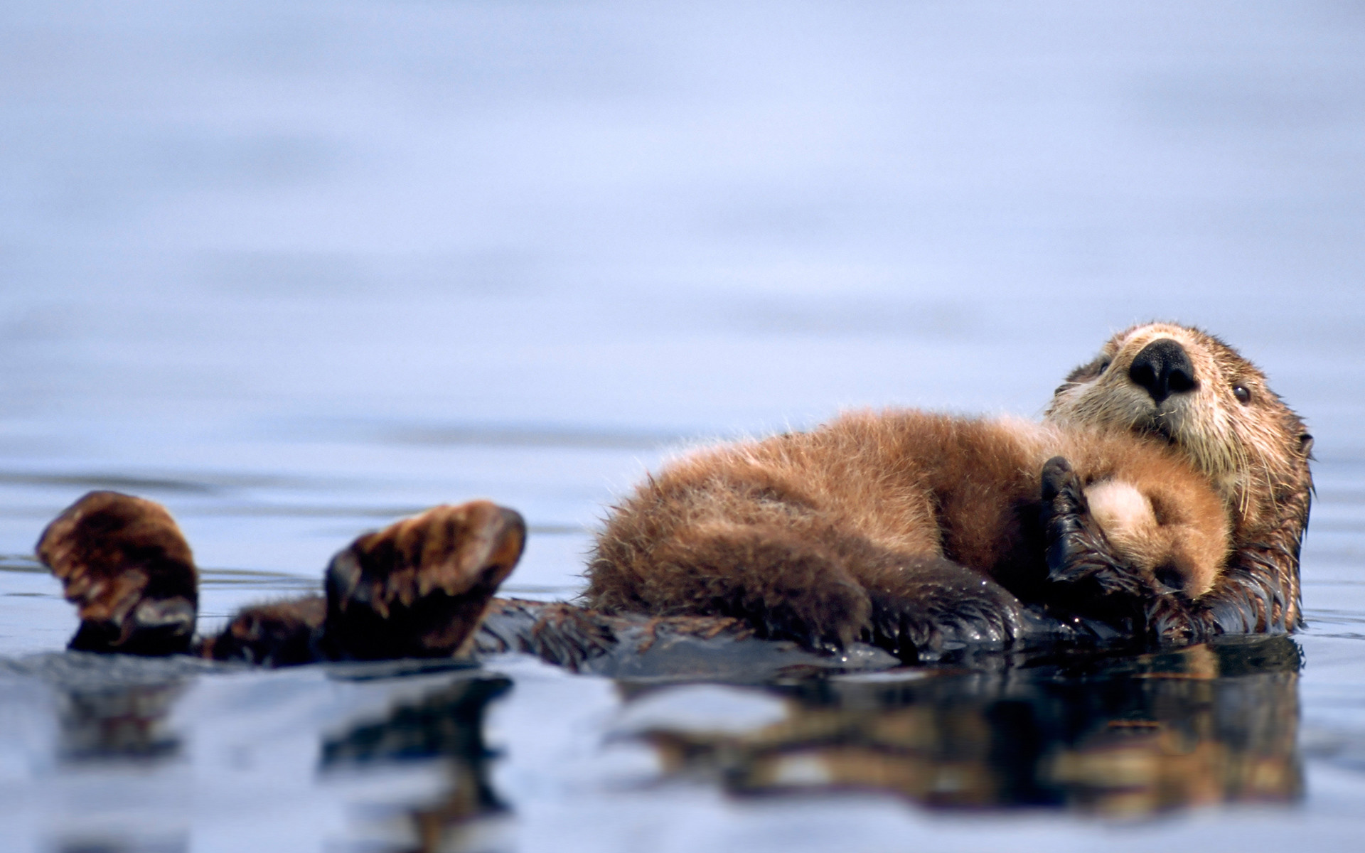 Cute Baby Animals - Otter Desktop Background , HD Wallpaper & Backgrounds