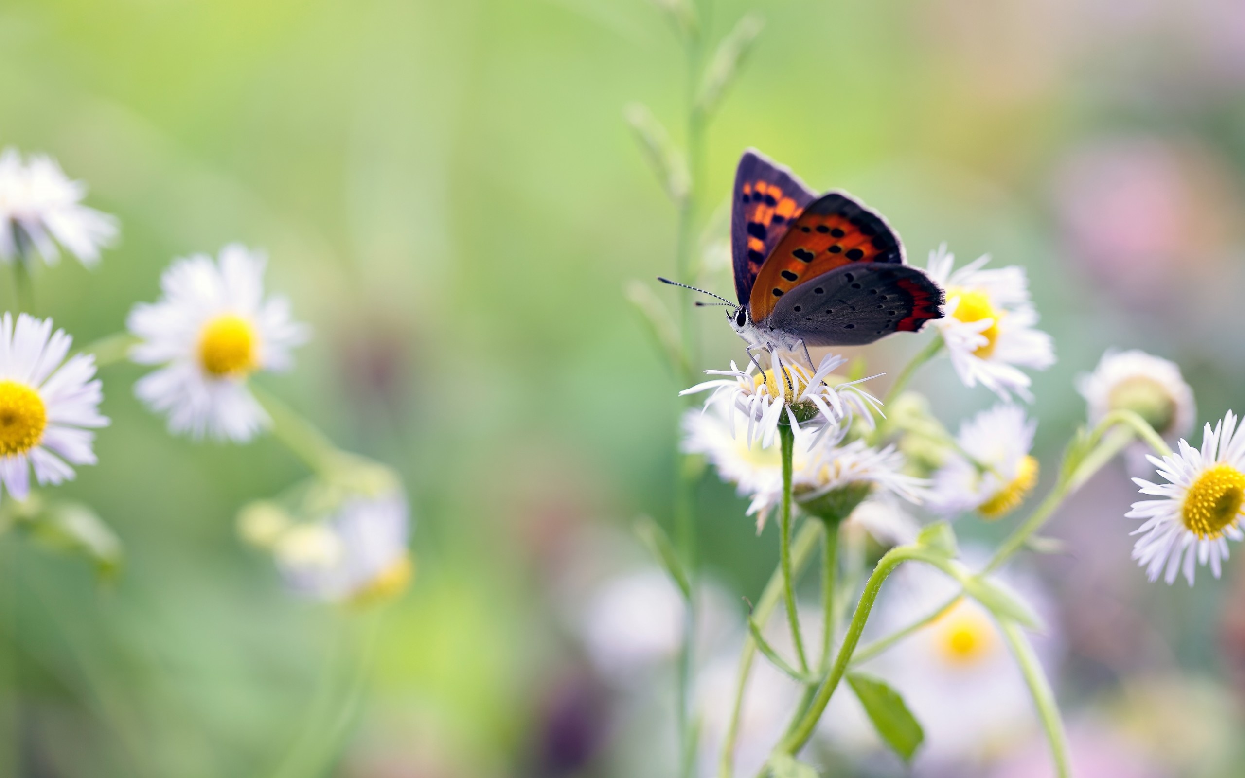 Butterfly Flowers Background - Whatsapp Good Morning Live , HD Wallpaper & Backgrounds