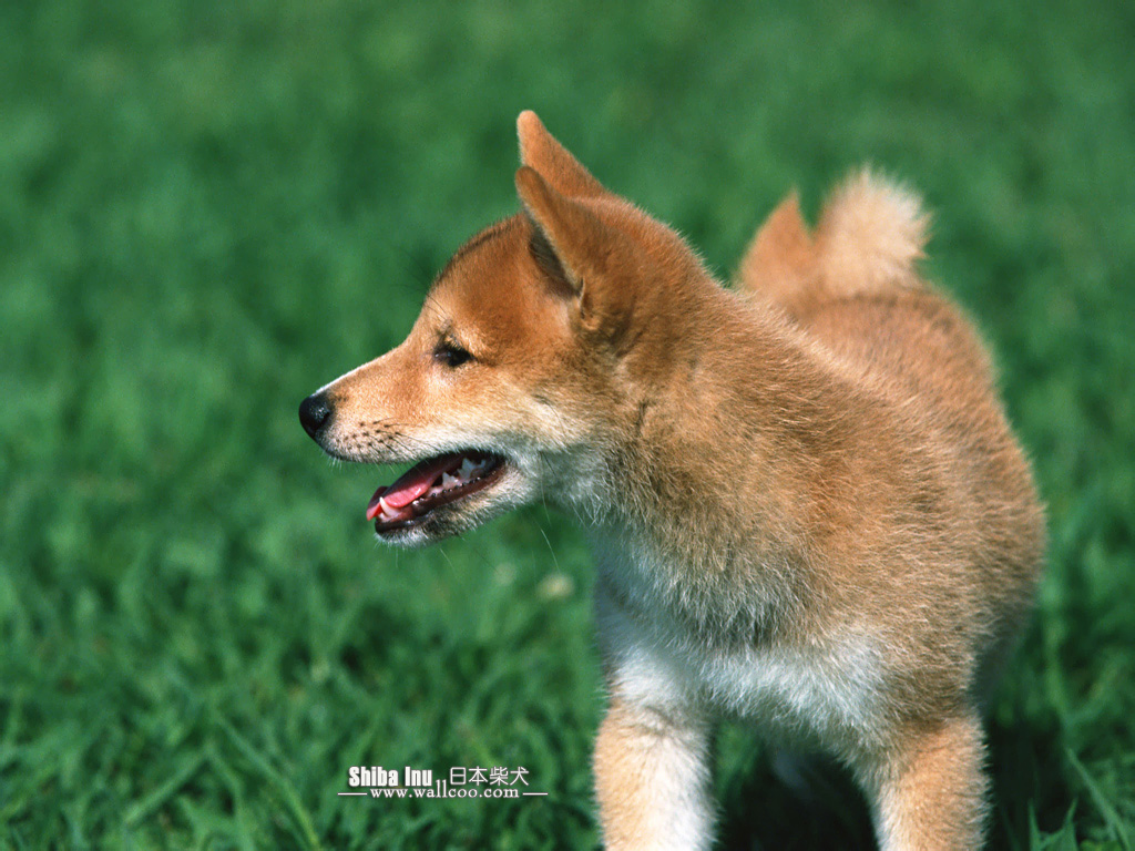 Shiba Inu Puppy Photos - Shiba Inu Puppy , HD Wallpaper & Backgrounds