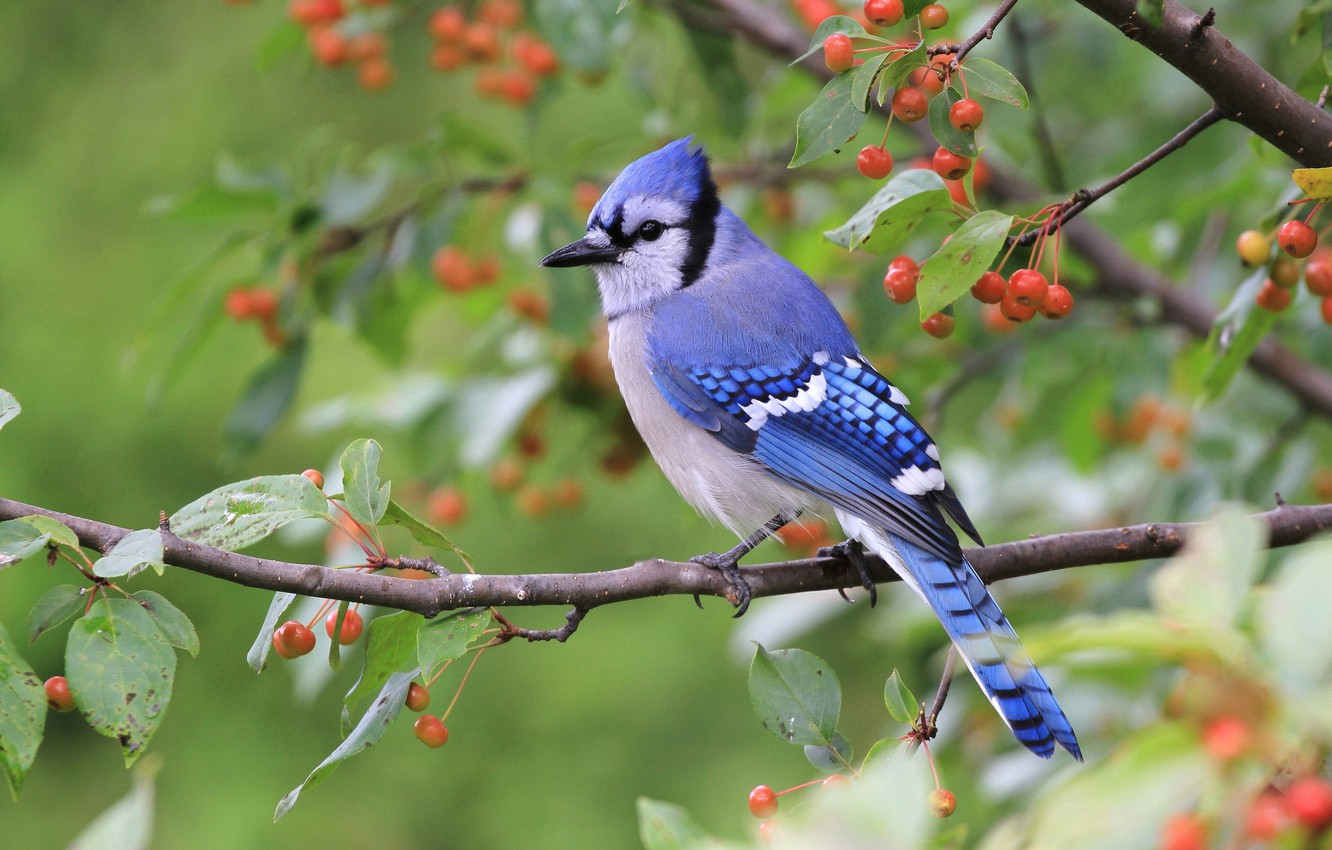 Photo Wallpaper Branches, Green, Berries, Background, - Blue Jay With Berries , HD Wallpaper & Backgrounds