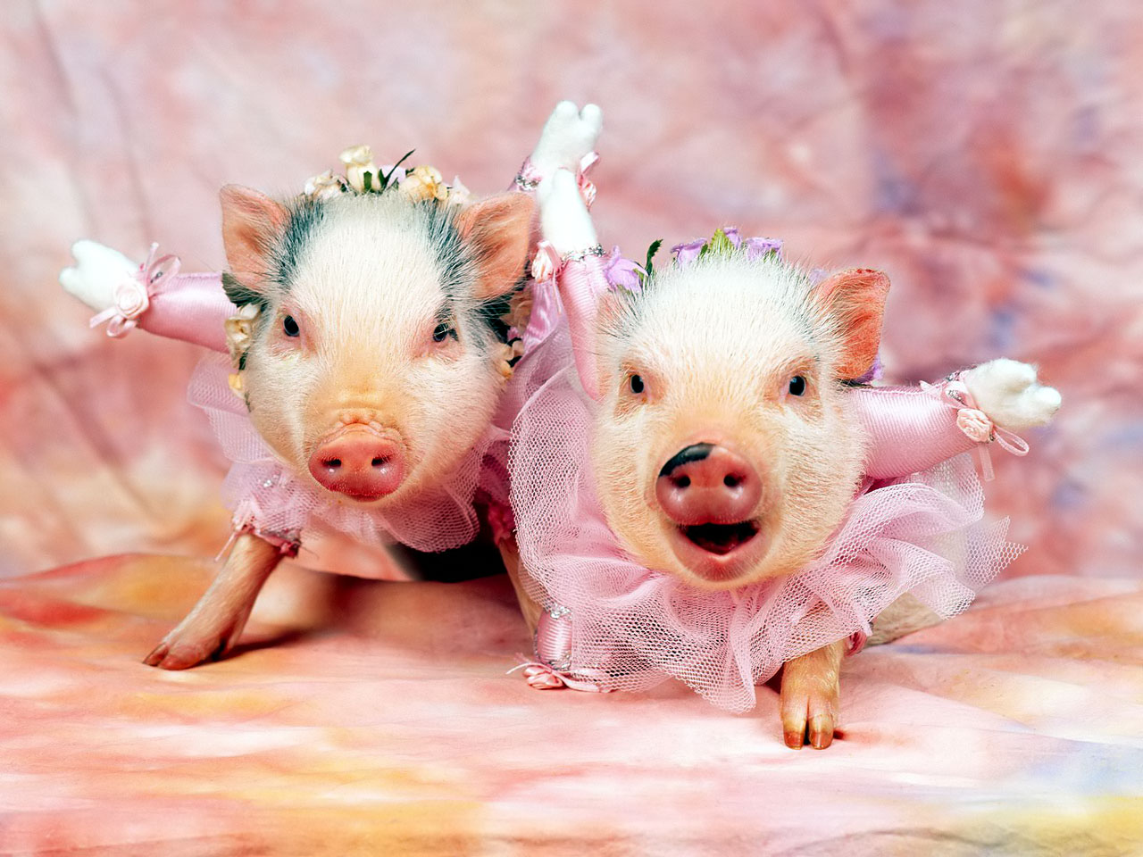 Cute And Funny Pigs , HD Wallpaper & Backgrounds