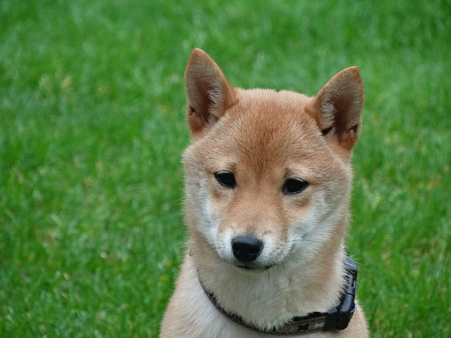 Close-up Photography Of Akita Puppy, Dog, Remote Access, - Shiba Inu Corgi , HD Wallpaper & Backgrounds