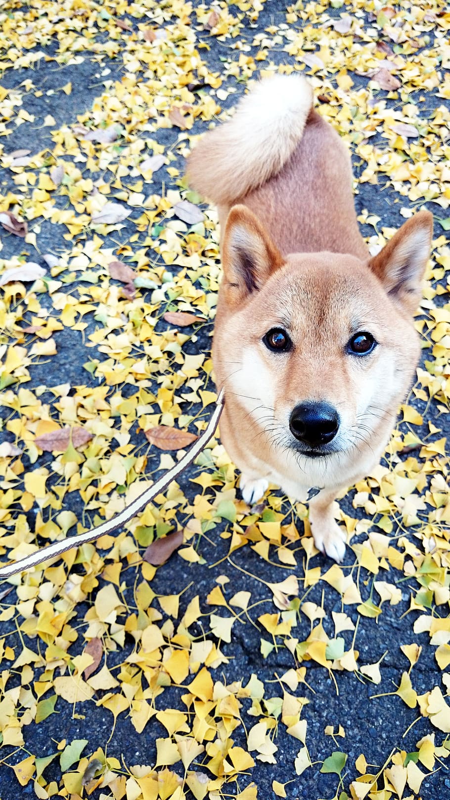 Shiba Inu, Ginkgo Biloba, Autumn, Dog, Pet, Fallen - Ginkgo Dog , HD Wallpaper & Backgrounds