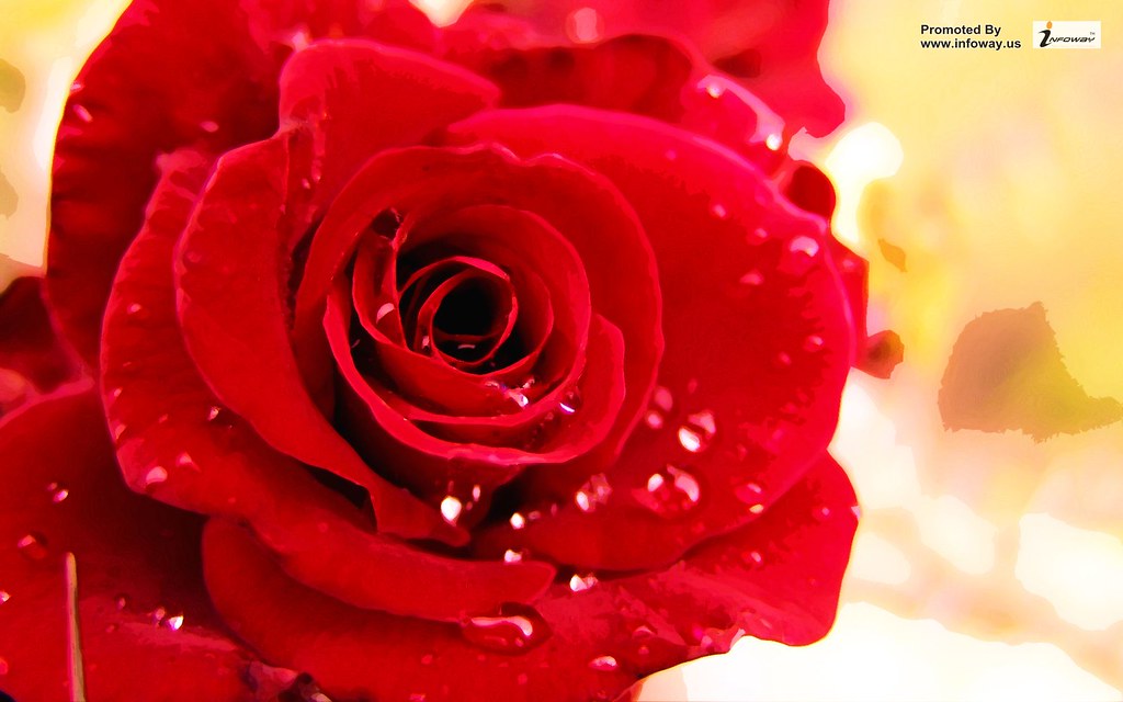 Hd Red Rose Wallpaper For Rose Day , HD Wallpaper & Backgrounds