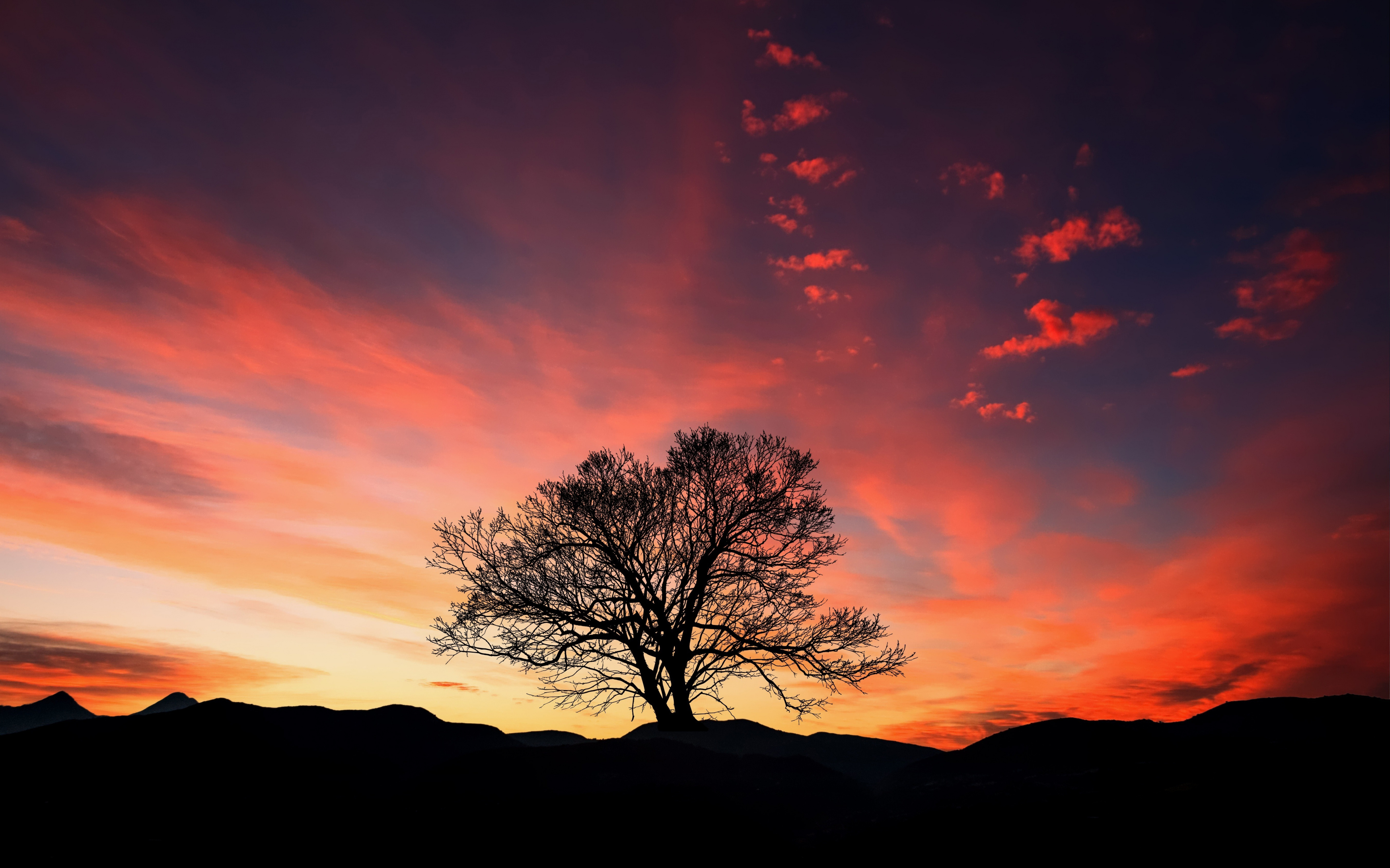 Sunset, Orange Sky, Tree, Landscape, Wallpaper - Sunset Tree Wallpaper Iphone , HD Wallpaper & Backgrounds