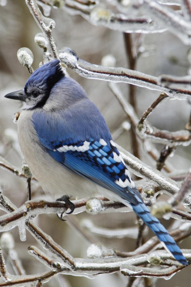 Blue Jay Wallpaper In Hd And Many Other Resolutions - Blue Bird In Winter , HD Wallpaper & Backgrounds