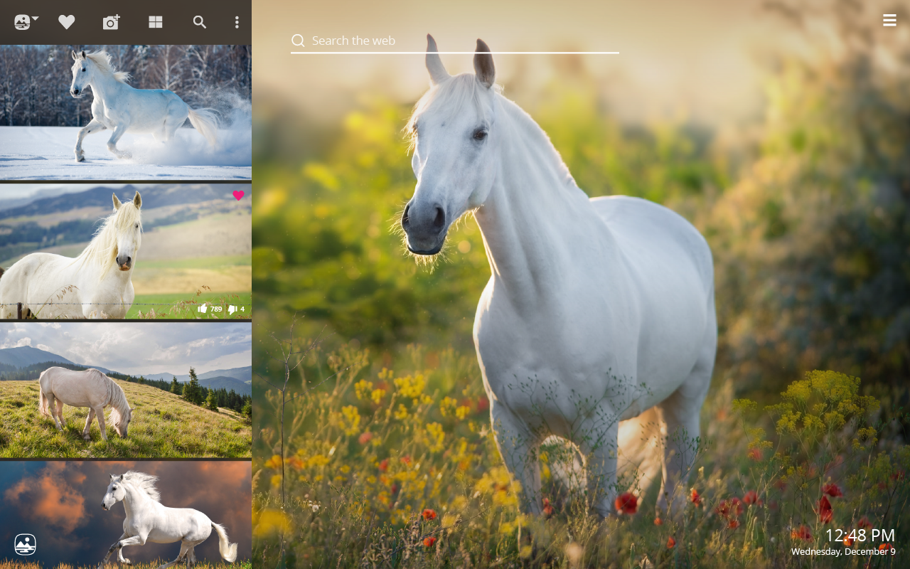 White Horse - Stallion , HD Wallpaper & Backgrounds