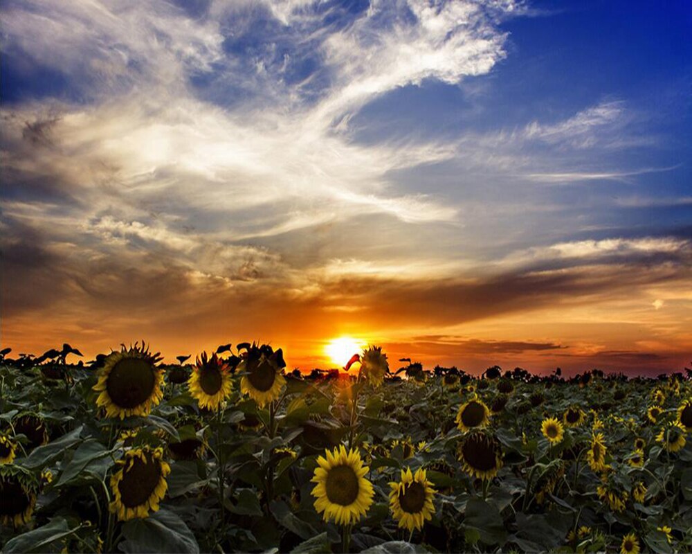 Champs De Tournesol Coucher De Soleil , HD Wallpaper & Backgrounds