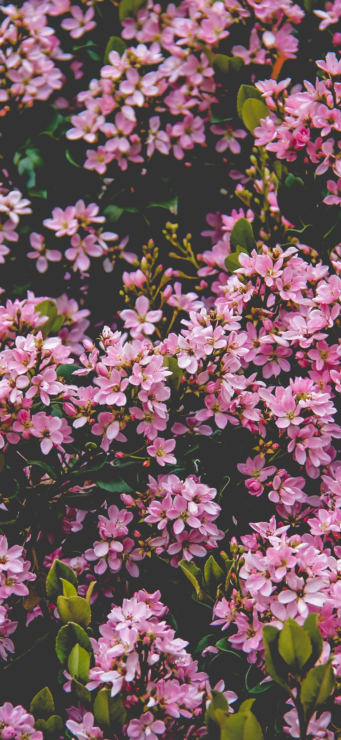 Iphone Wallpaper Flower Pink , HD Wallpaper & Backgrounds