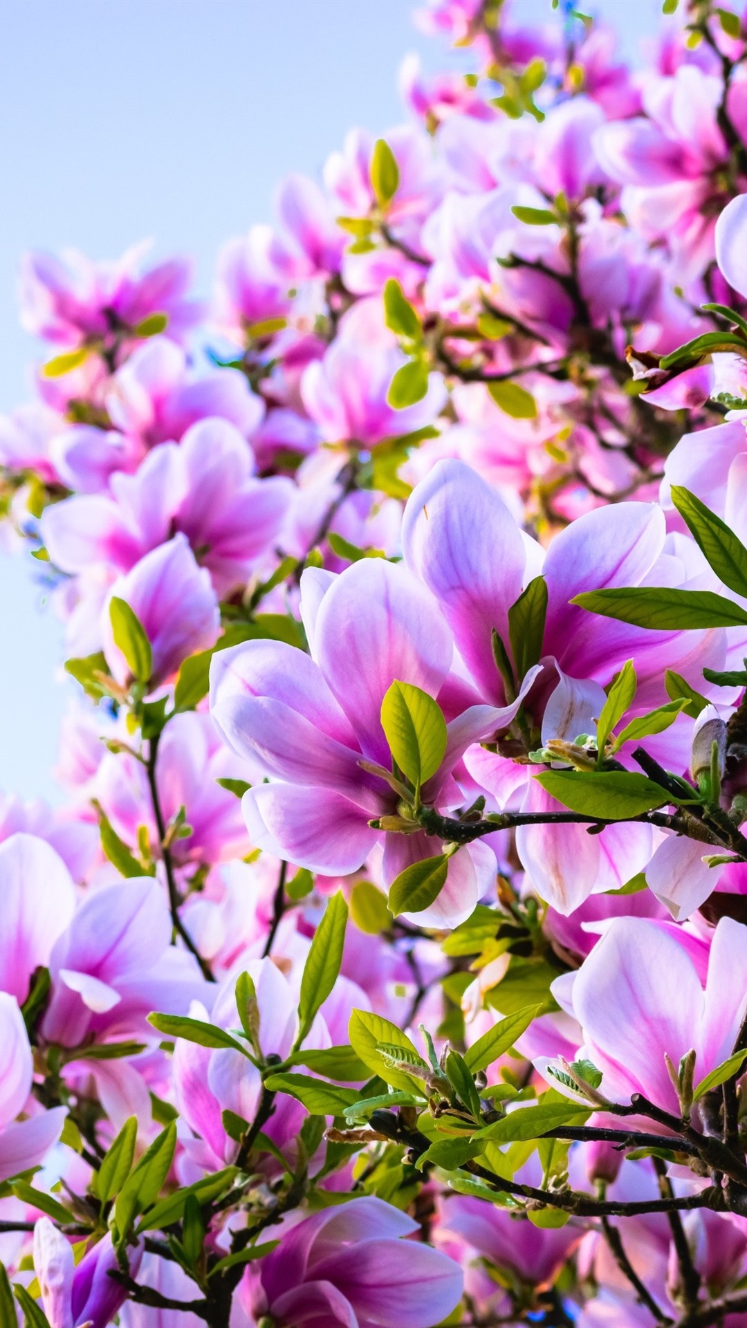Iphone Wallpaper Pink Flowers, Magnolia, Spring - Beautiful Magnolia Tree , HD Wallpaper & Backgrounds