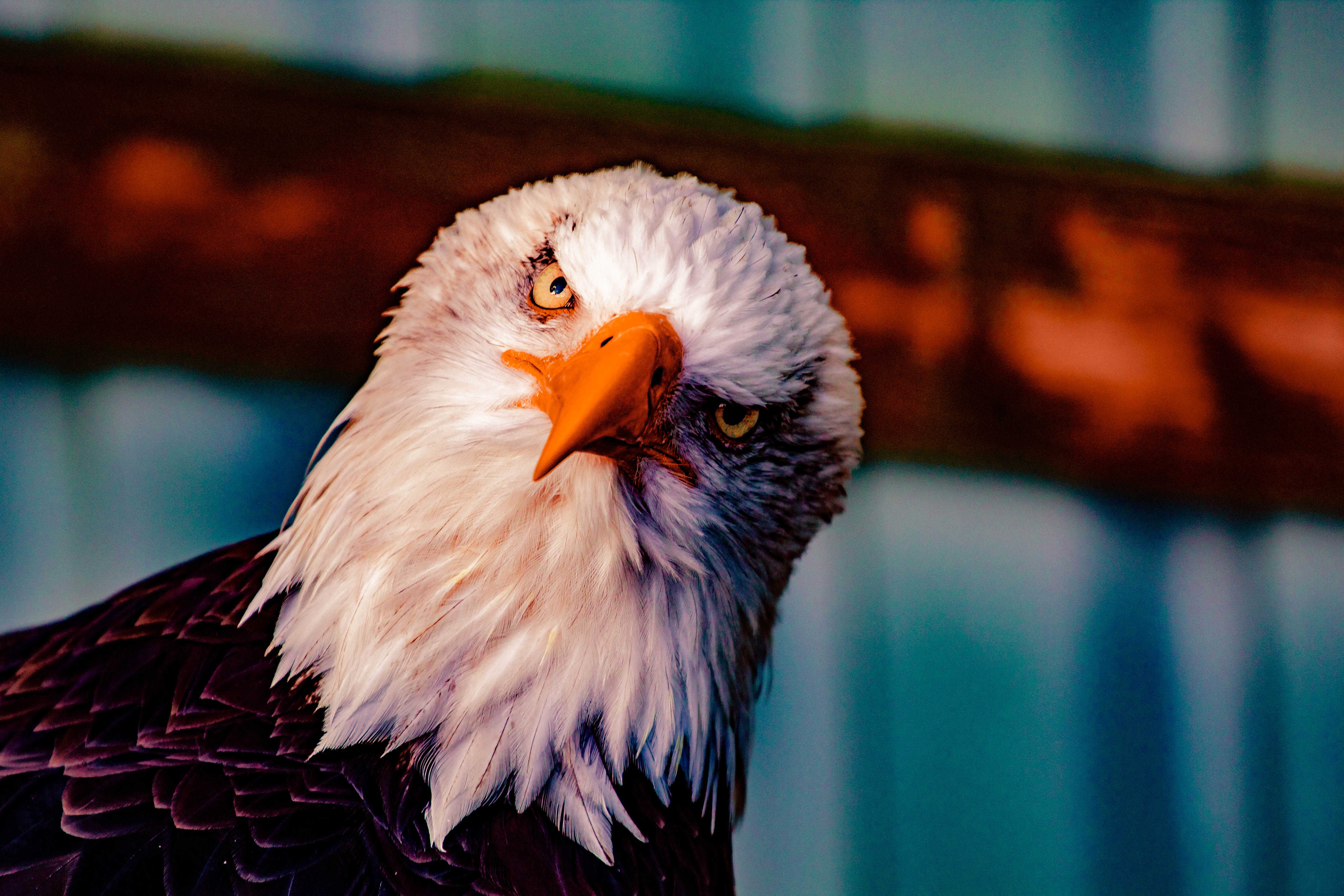 #bald Eagle, #birds, #eagle, #hd, #4k, #5k , HD Wallpaper & Backgrounds