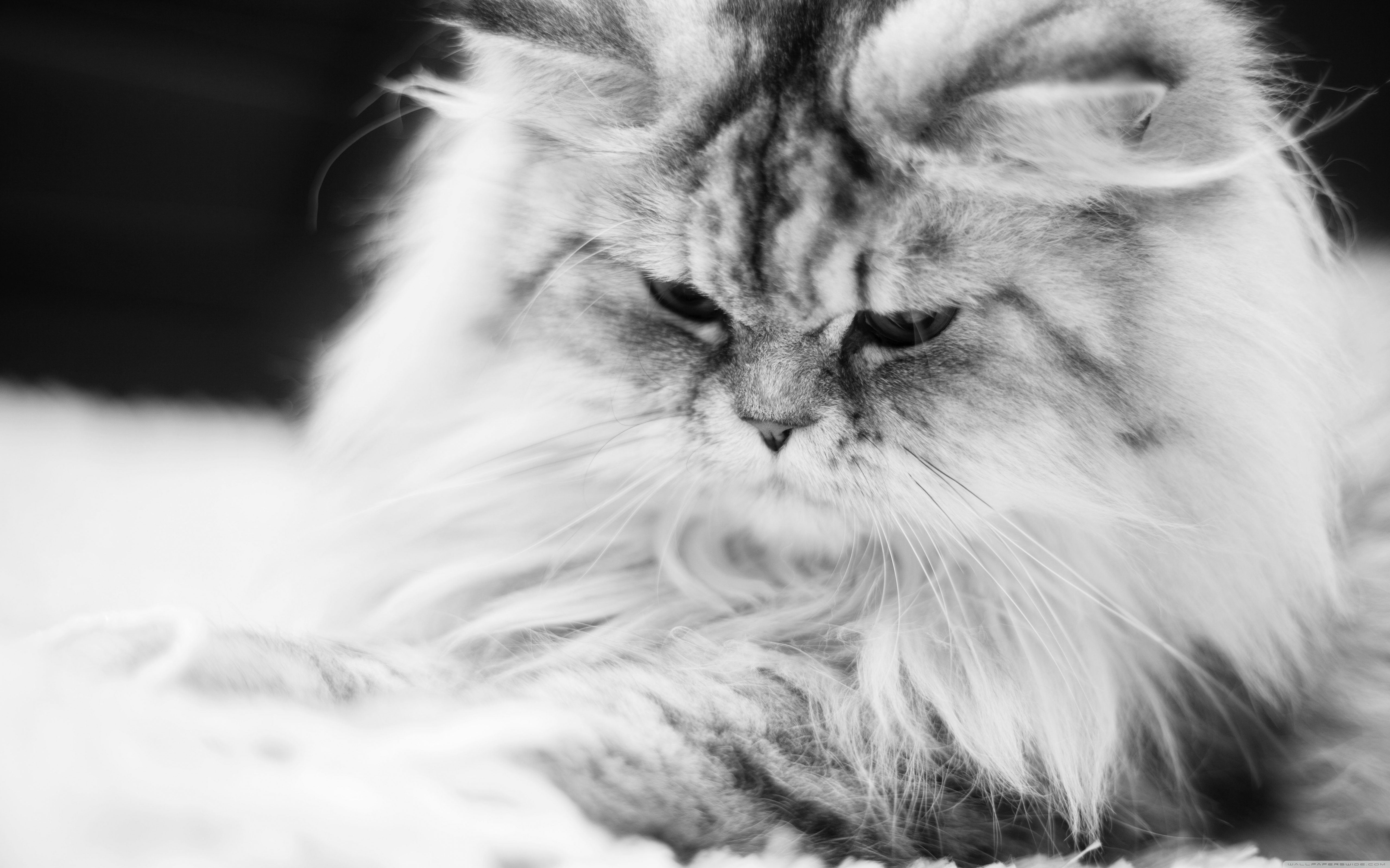 Exsotic Long Hair Persian Cat , HD Wallpaper & Backgrounds