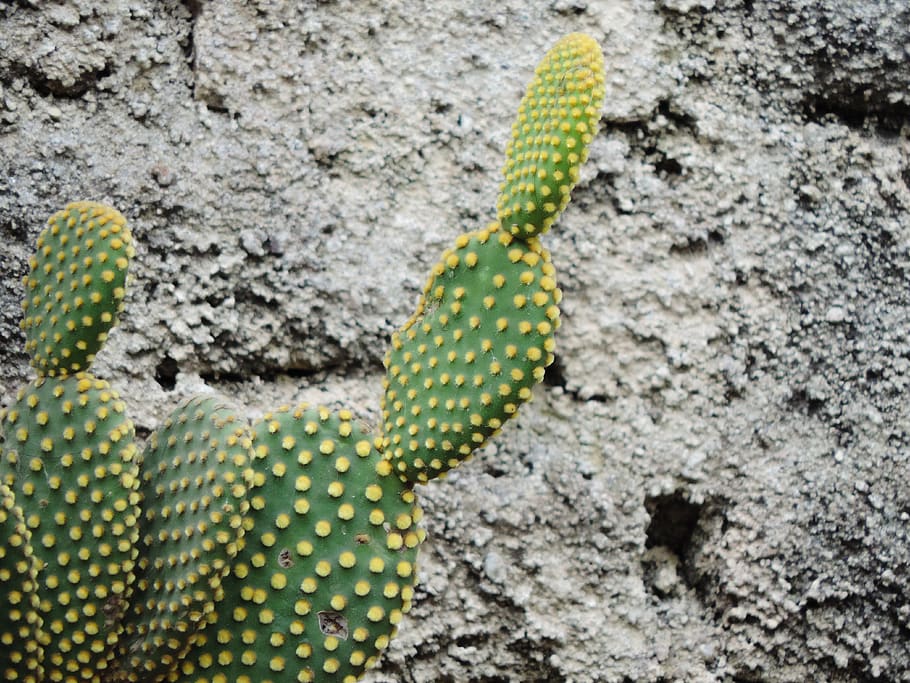 Plant, Cactus, Snake, Animal, Reptile, Lizard, Amarillo, - Eastern Prickly Pear , HD Wallpaper & Backgrounds