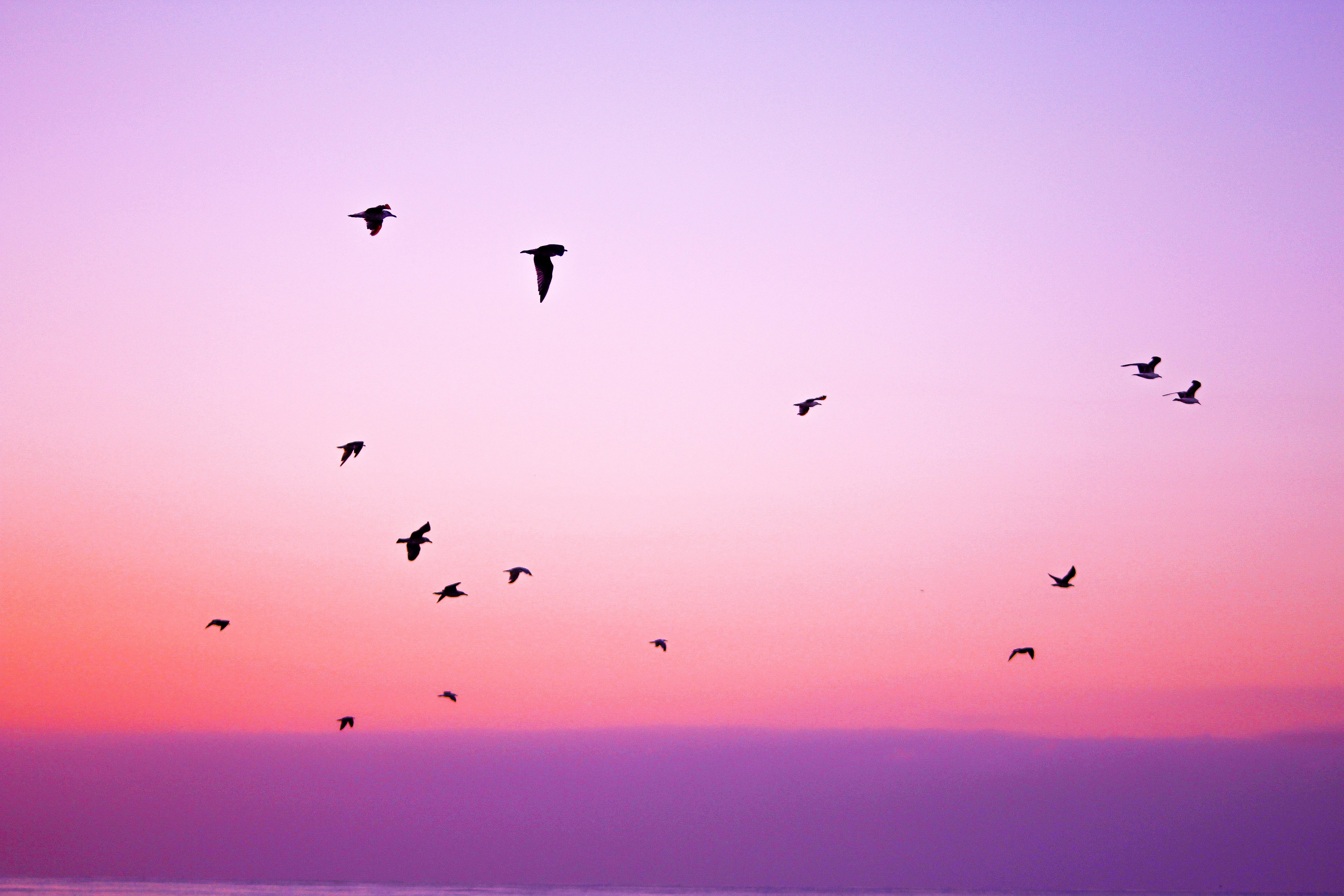 Wallpaper Birds, Sky, Flight, Silhouettes - Patience Is Also A Form Of Action , HD Wallpaper & Backgrounds