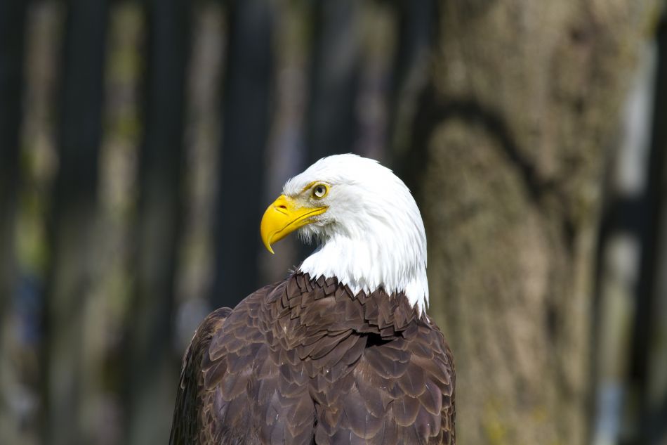 American Bald Eagle - Bald Eagle , HD Wallpaper & Backgrounds