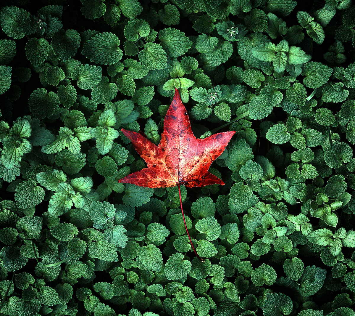 Xperia Z3 Wallpaper Leaf , HD Wallpaper & Backgrounds