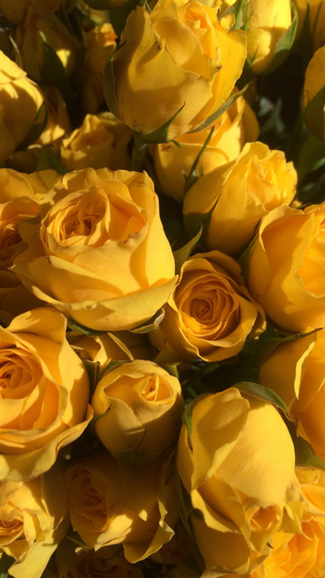 Yellow, Rose, And Flowers Image - Yellow Roses Aesthetic , HD Wallpaper & Backgrounds