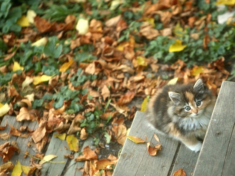 I M Cute Fluffy Wallpaper - Cat , HD Wallpaper & Backgrounds