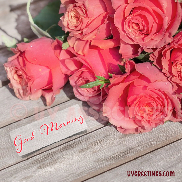 Bunch Of Peach Roses On Bench - Gud Morning Wishes With Beautiful Flowers , HD Wallpaper & Backgrounds