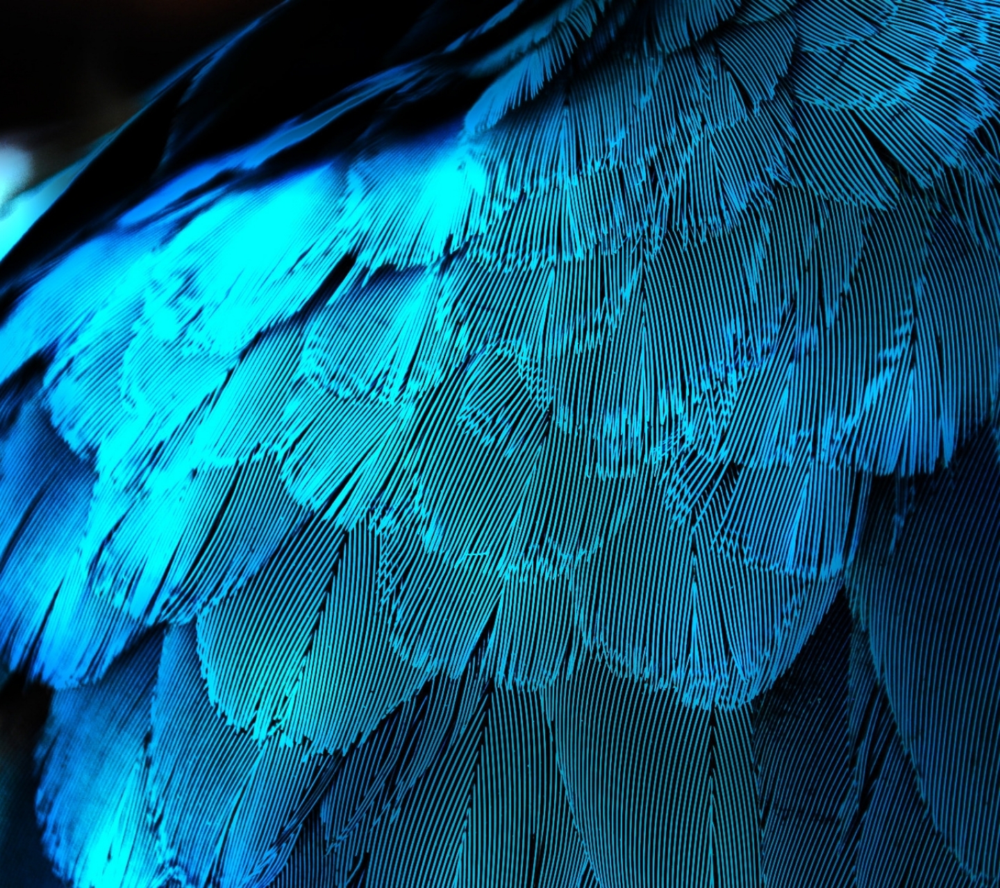Feather Phone Background , HD Wallpaper & Backgrounds