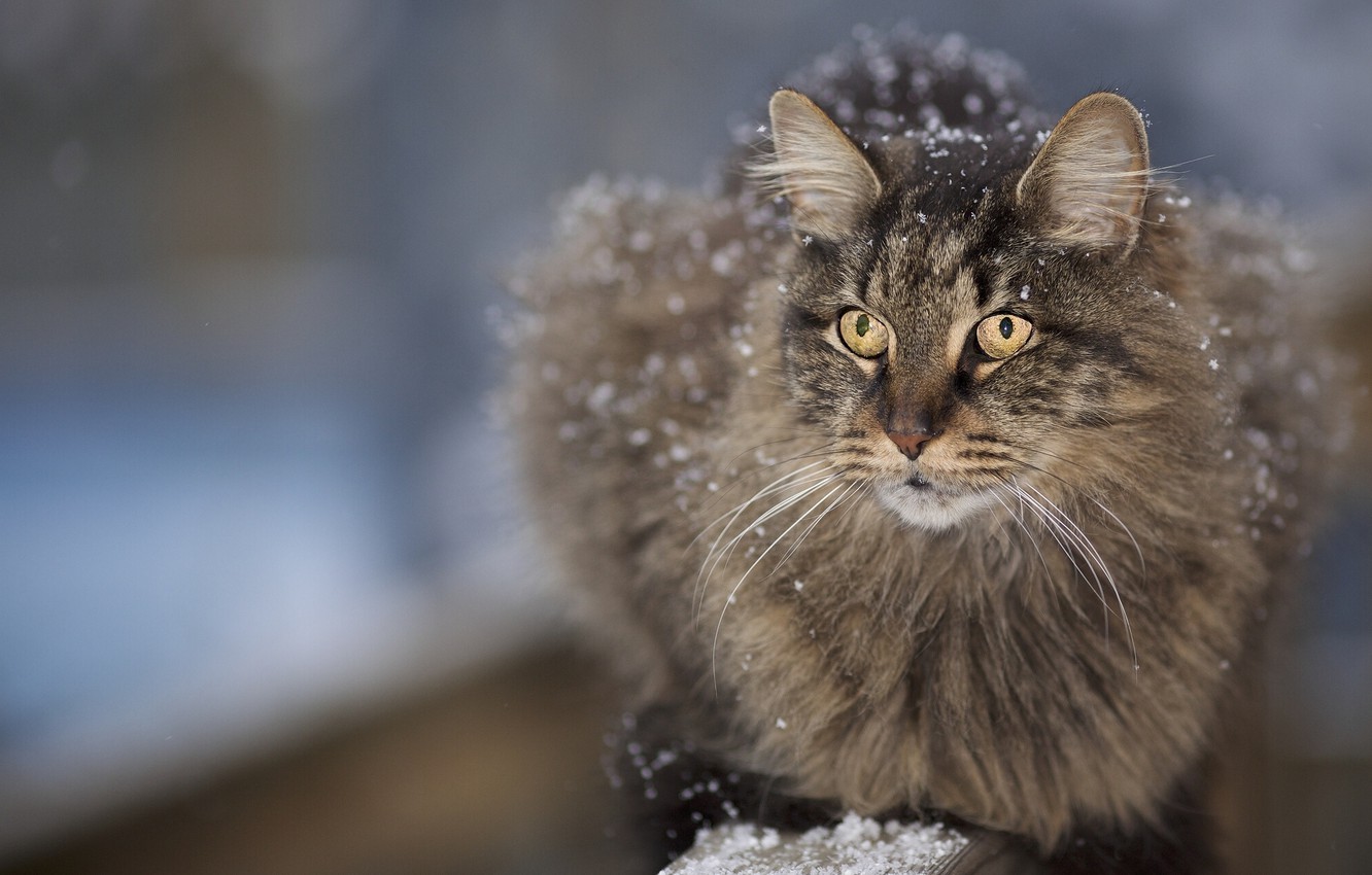 Photo Wallpaper Cat, Mustache, Face, Snow, Fluffy - Cat , HD Wallpaper & Backgrounds