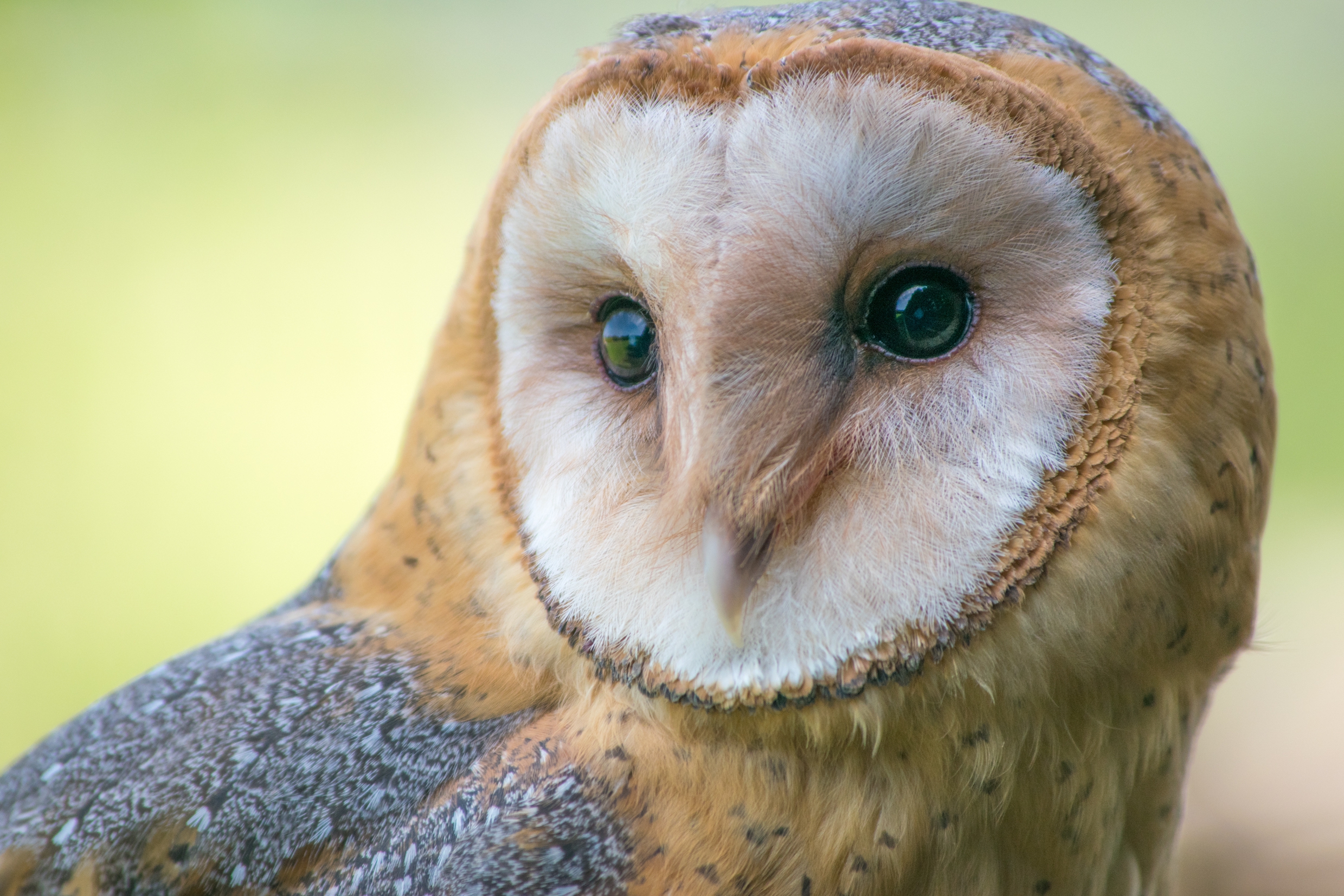 Barn Owl Wallpapers Hd - Barn Owl Eyes Close Up , HD Wallpaper & Backgrounds