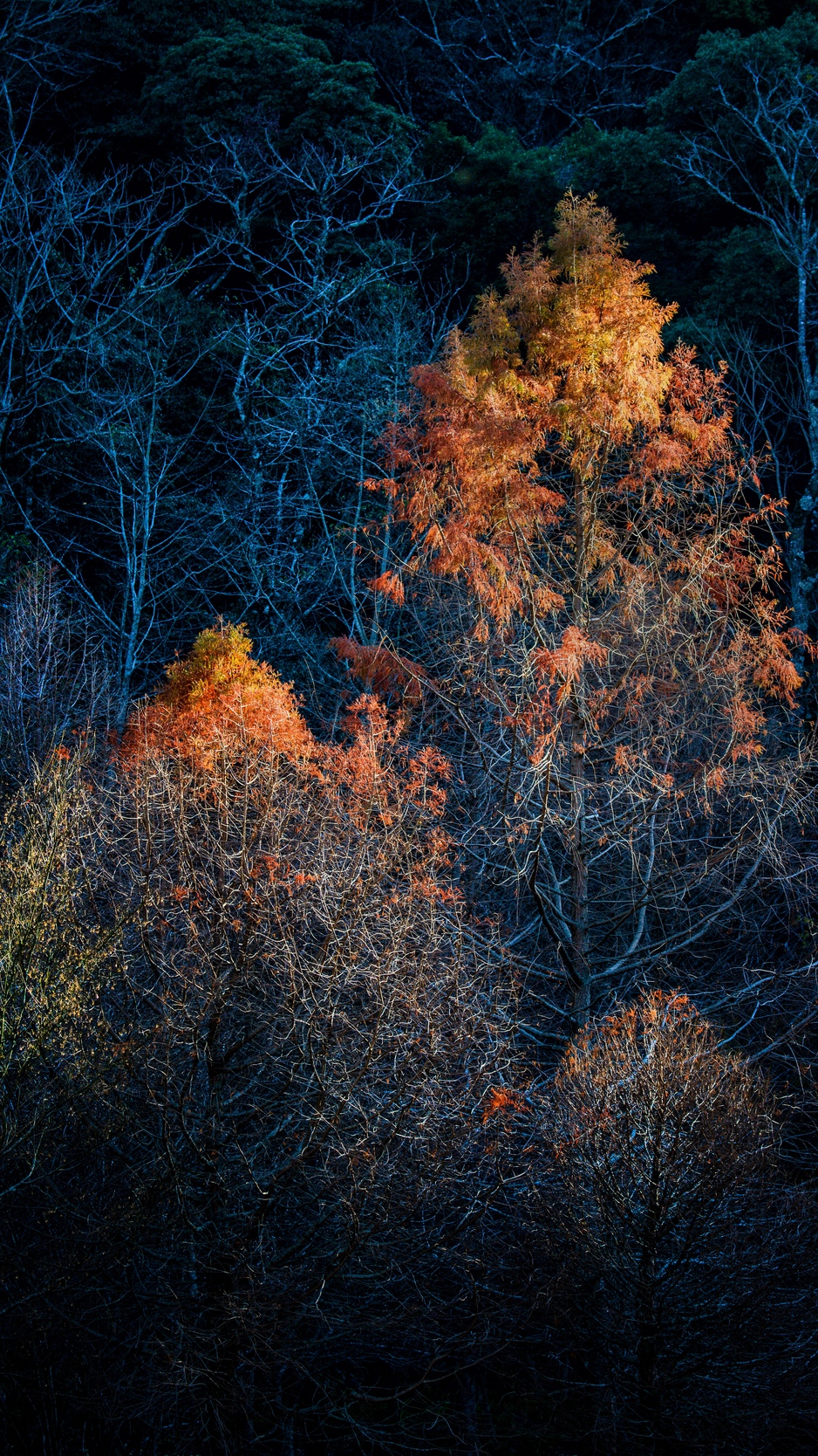 Wallpaper Trees, Autumn, Dark, Branches - Dark Fall Wallpaper Iphone , HD Wallpaper & Backgrounds