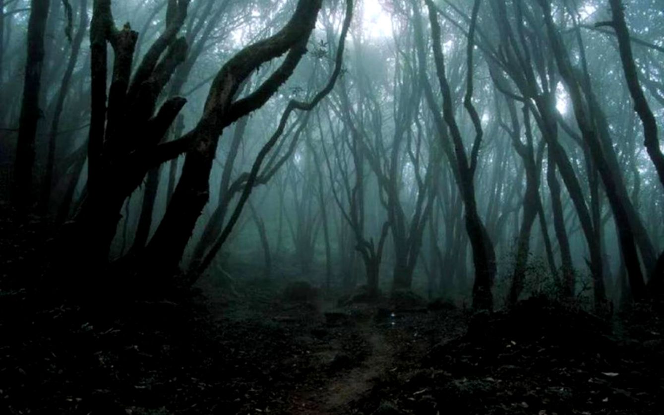 Dark Forest Wallpaper - Dark Haunted Forest , HD Wallpaper & Backgrounds
