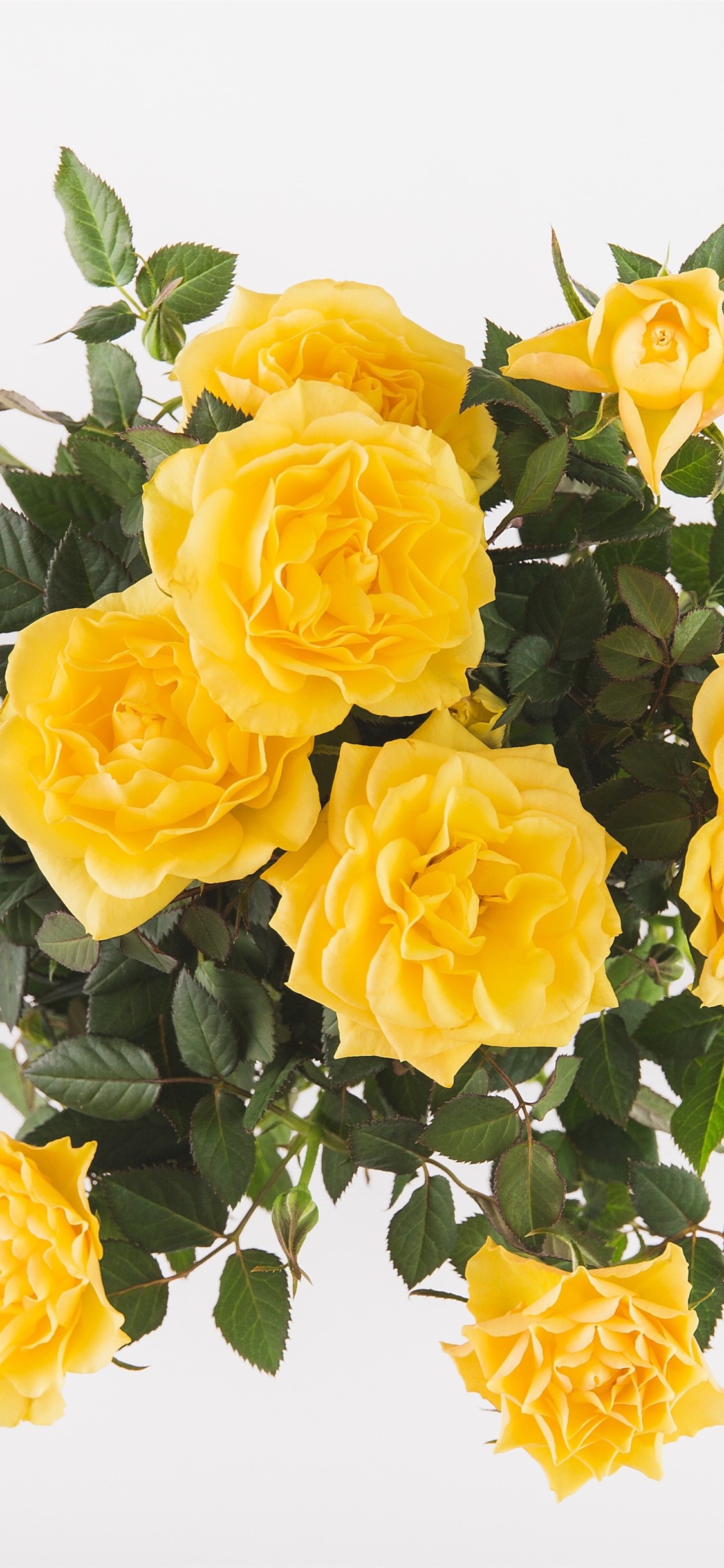 Iphone Wallpaper Yellow Roses, Bouquet, White Background - Rosas Amarillas Fondo De Pantalla , HD Wallpaper & Backgrounds