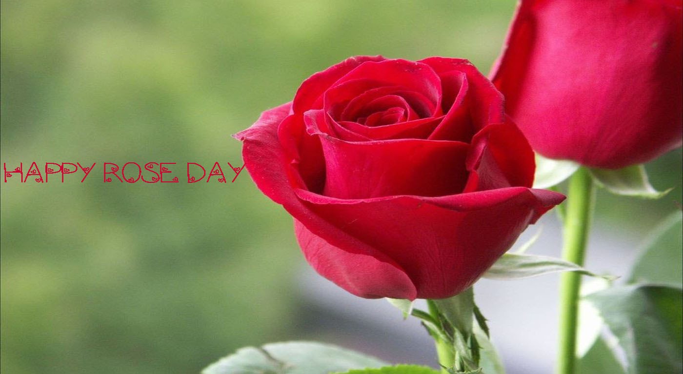 Happy Rose Day Red Rose - Red Rose Love Hd Image Download , HD Wallpaper & Backgrounds