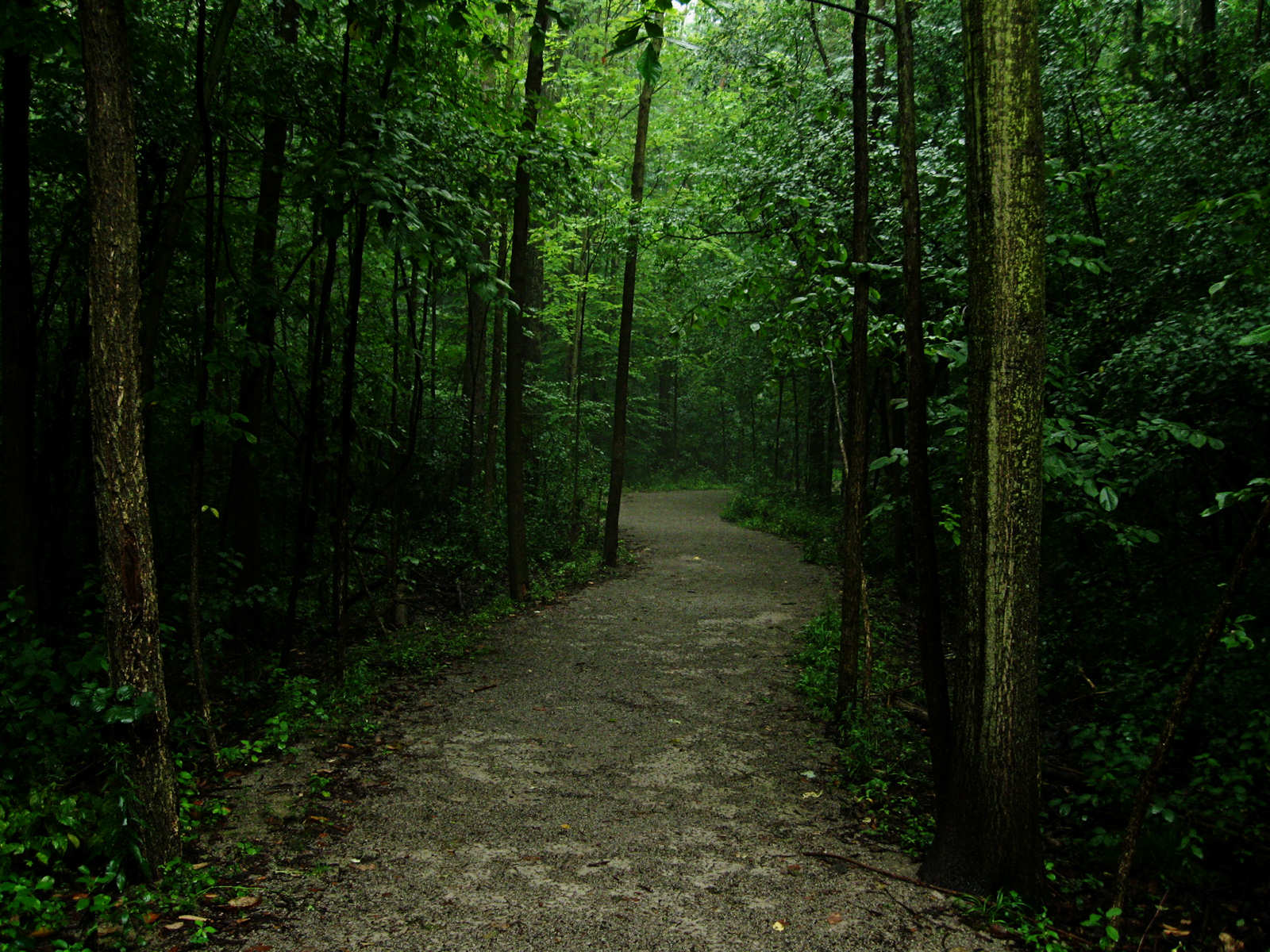 Dark Forest With A Path , HD Wallpaper & Backgrounds