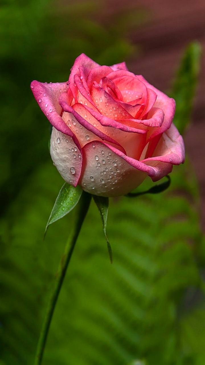 Rose - Happy Good Morning , HD Wallpaper & Backgrounds
