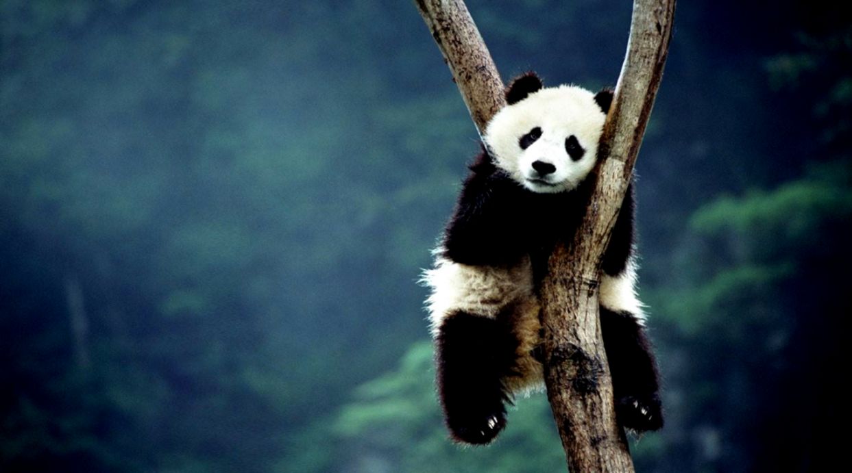 Best 43 Panda Wallpaper On Hipwallpaper Cute Panda - Funny Panda Wallpaper Hd , HD Wallpaper & Backgrounds