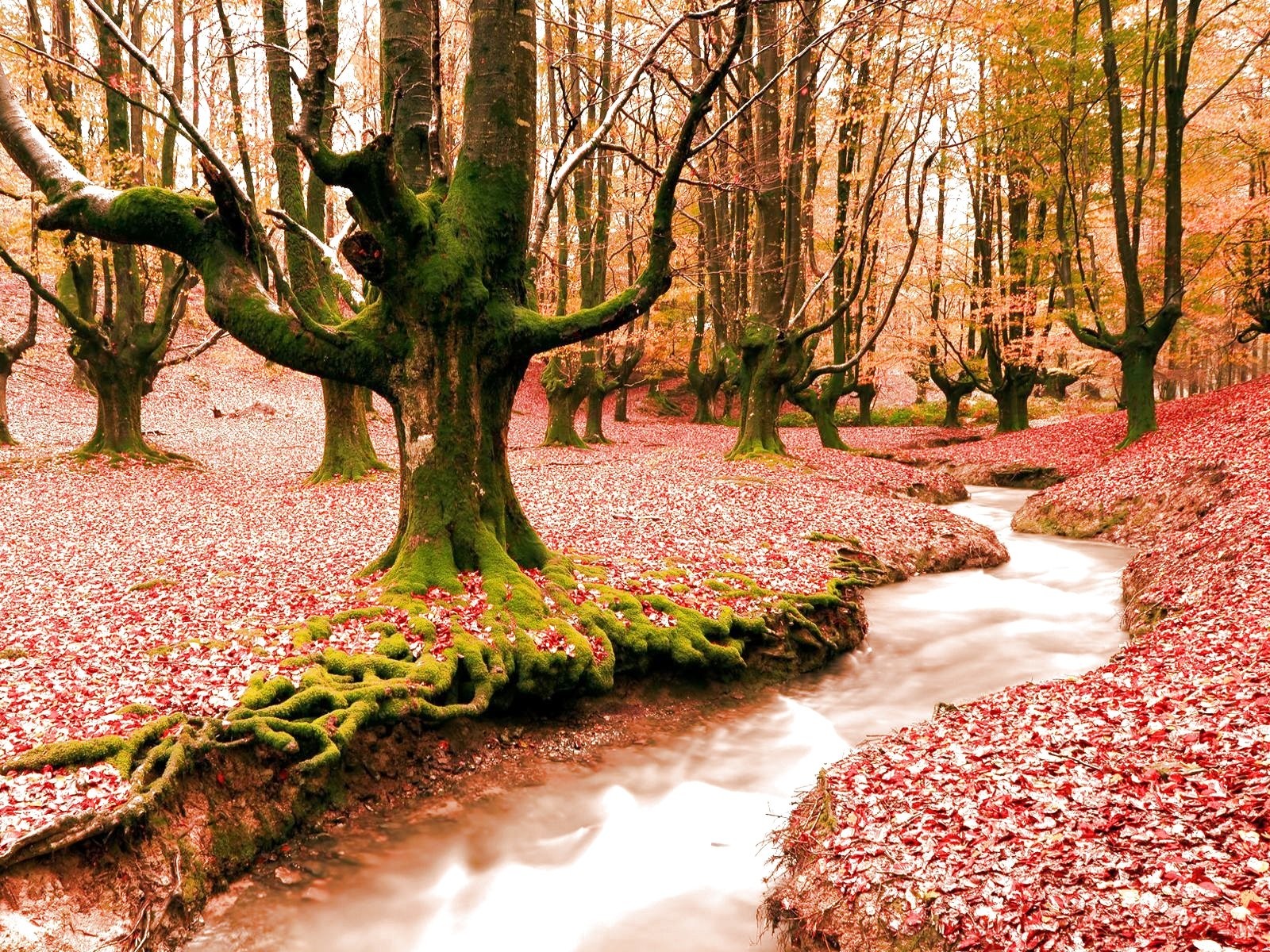 Autumn Forest Hd Wallpapers For Pc , HD Wallpaper & Backgrounds