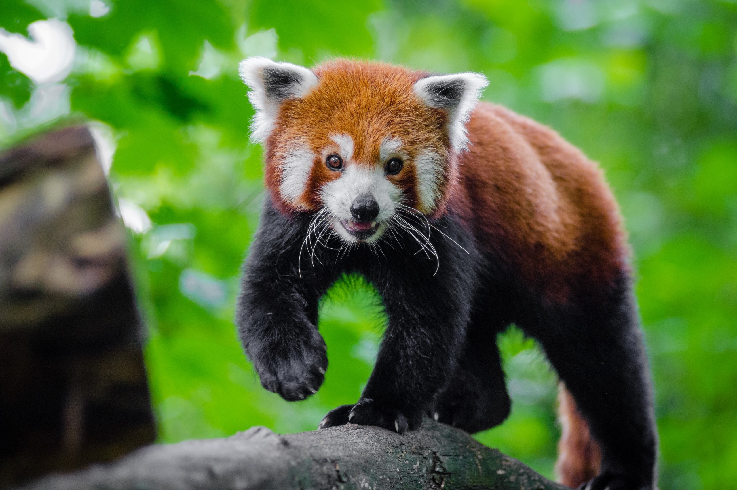 Red Panda, Cute, Rock , HD Wallpaper & Backgrounds
