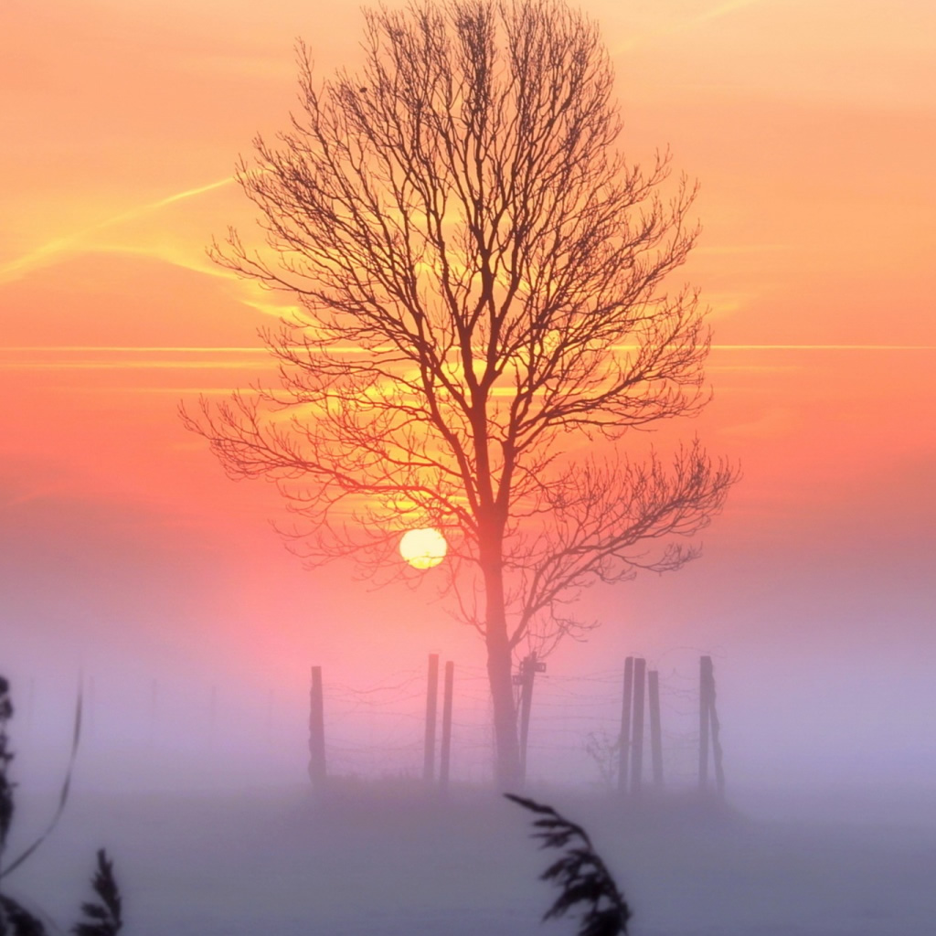 Alone Tree In Winter Sunset , HD Wallpaper & Backgrounds