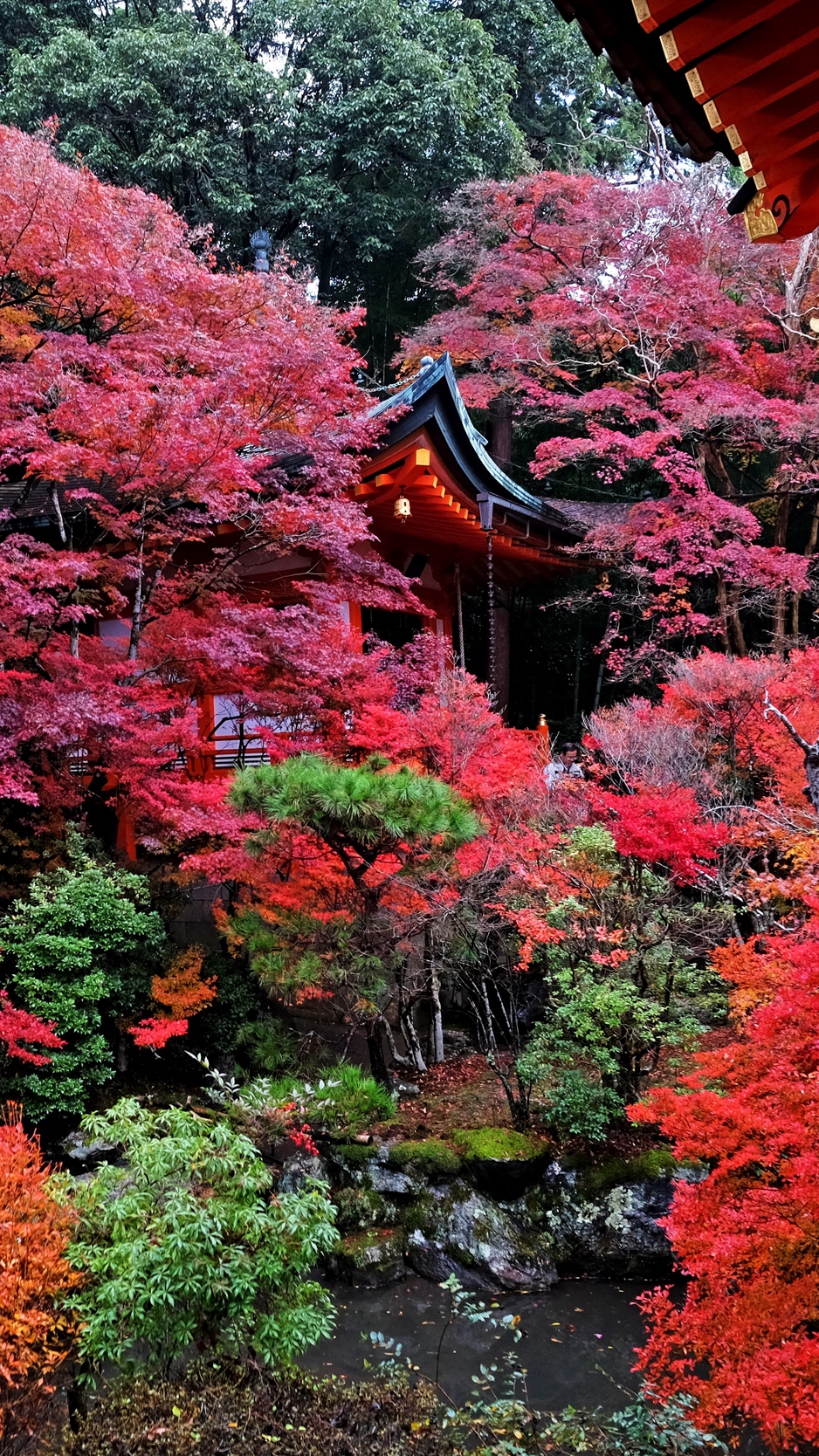Wallpaper Temple, Autumn, Japan, Kyoto - Autumn In Japan 4k , HD Wallpaper & Backgrounds