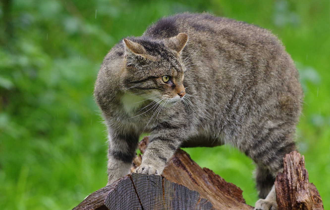 Photo Wallpaper Look, Nature, Pose, Rain, Stump, Unhappy, - Domestic Short-haired Cat , HD Wallpaper & Backgrounds