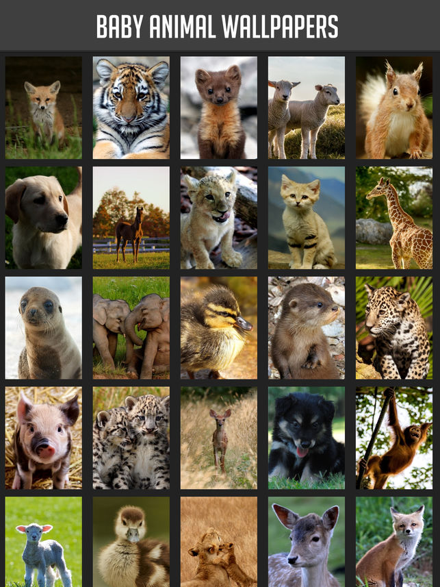 Baby Animal Wallpapers On The App Store - Philadelphia Zoo , HD Wallpaper & Backgrounds