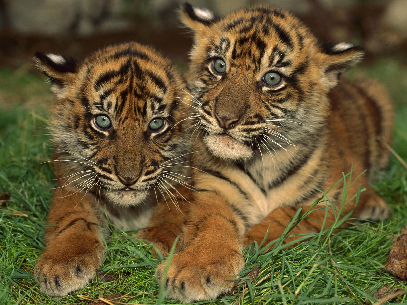 Cute Baby Animals Wallpapers Hd Wallpapers And Pictures - South China Tigers Cubs , HD Wallpaper & Backgrounds