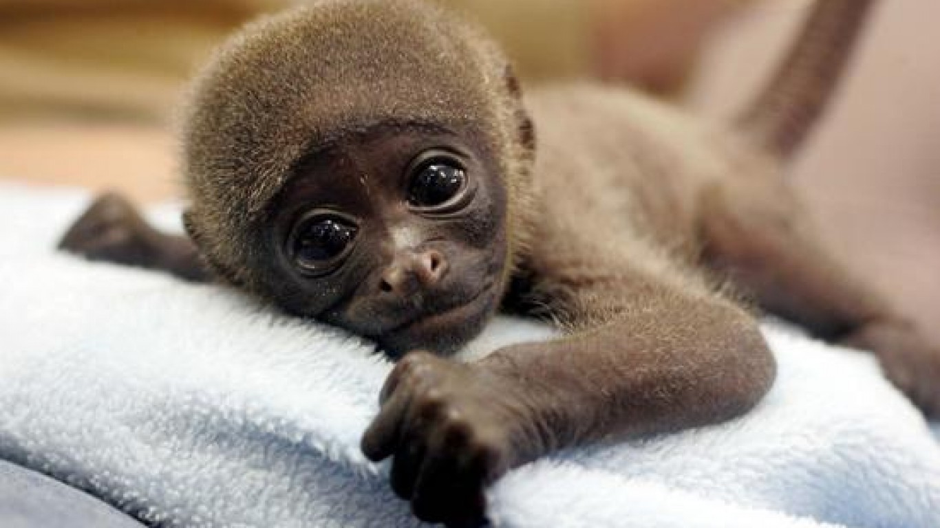 Cute Baby Animal Wallpaper - Cute Baby Spider Monkey , HD Wallpaper & Backgrounds