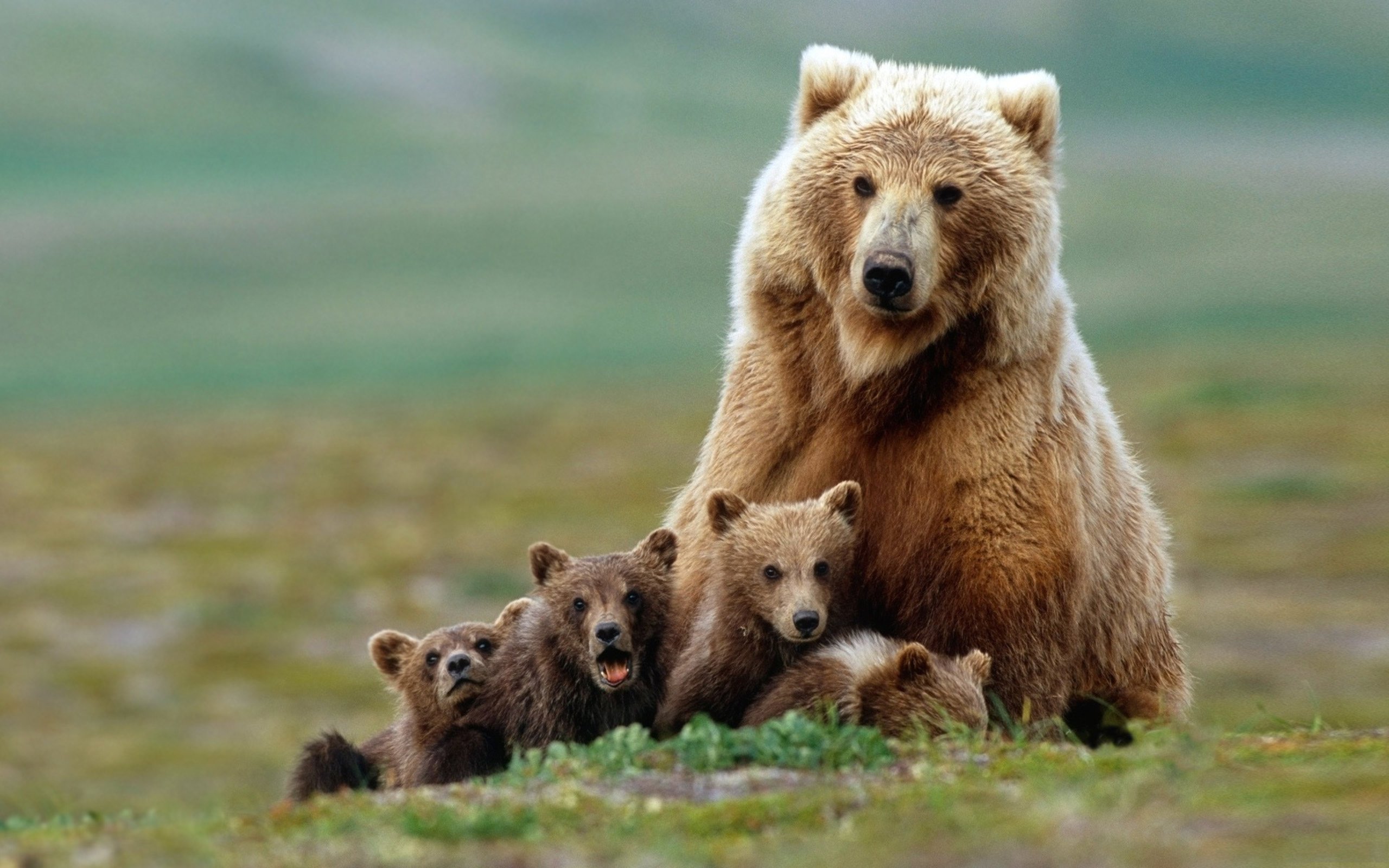 Desktop Cute Baby Animals Wallpapers Dowload > - Grizzly Bear Mom And Cub , HD Wallpaper & Backgrounds