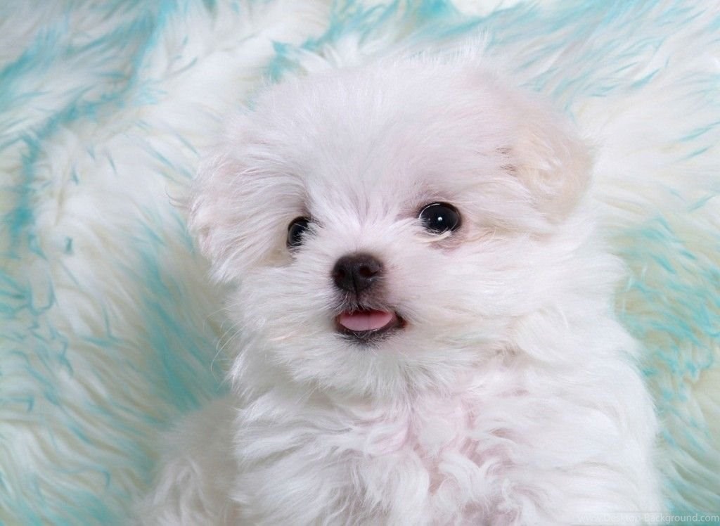 Cute Puppy Phone Cases , HD Wallpaper & Backgrounds