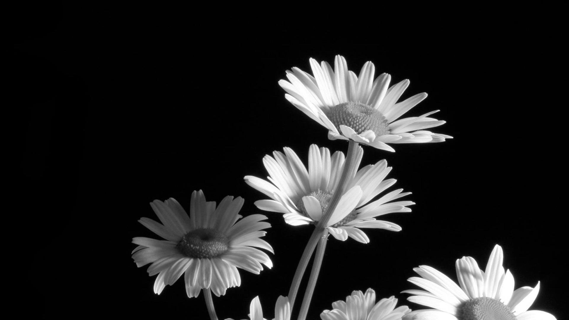 Wallpaper - Black & White Flower , HD Wallpaper & Backgrounds