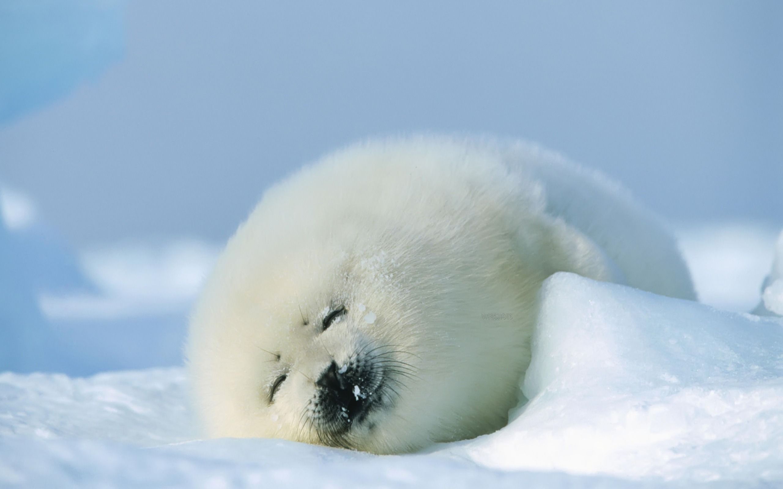 Cute Baby Animal Wallpapers - Baby Seal Hd , HD Wallpaper & Backgrounds