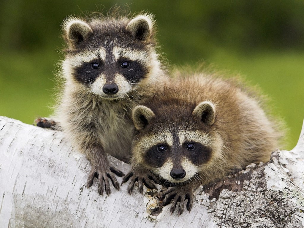 Raccoon Temperate Deciduous Forest , HD Wallpaper & Backgrounds