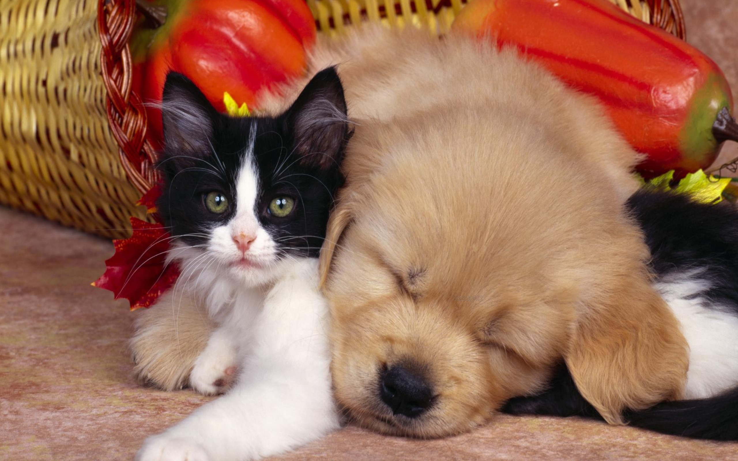 Cute Dog And Kitten , HD Wallpaper & Backgrounds
