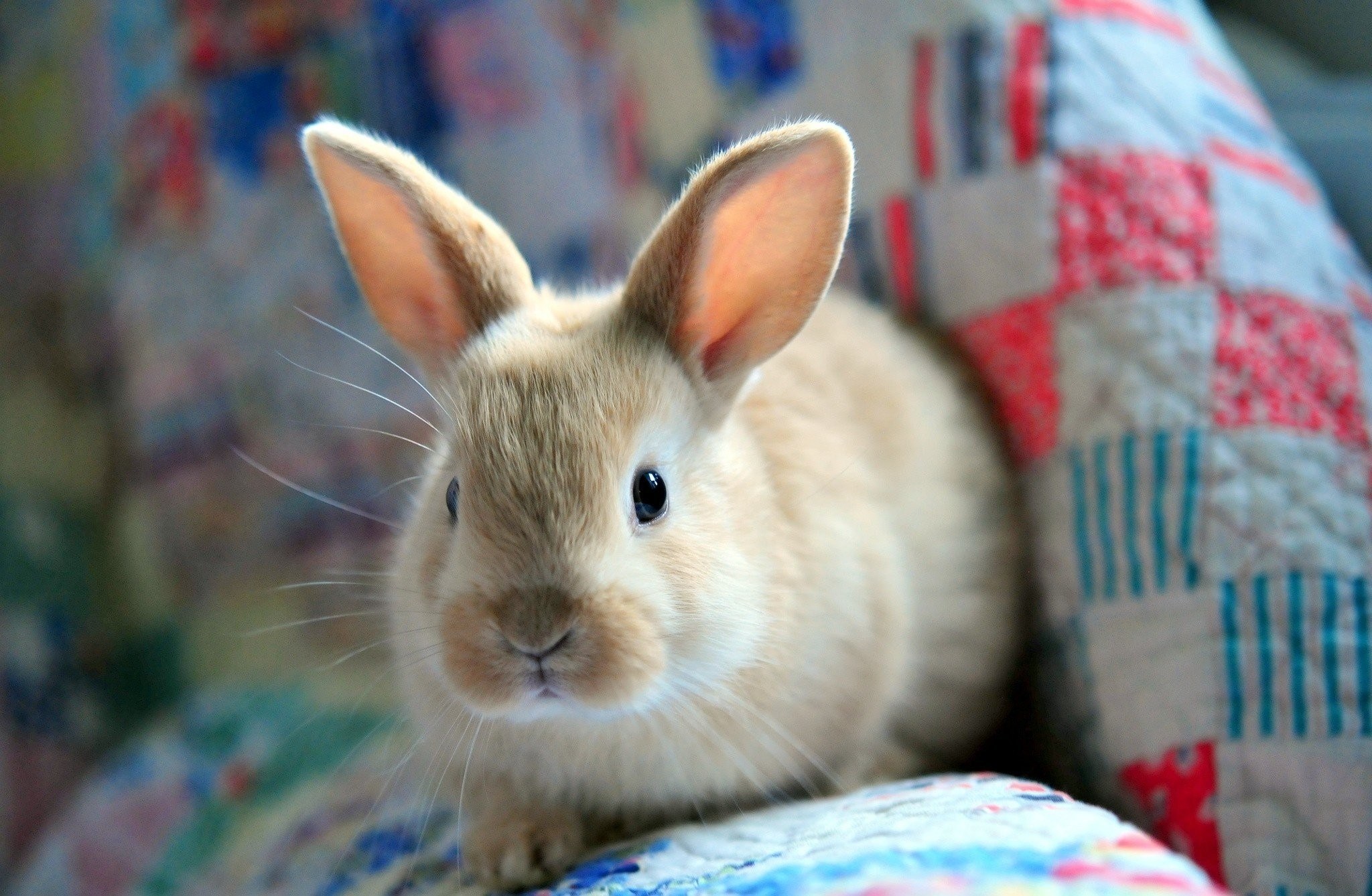 soft fluffy bunny